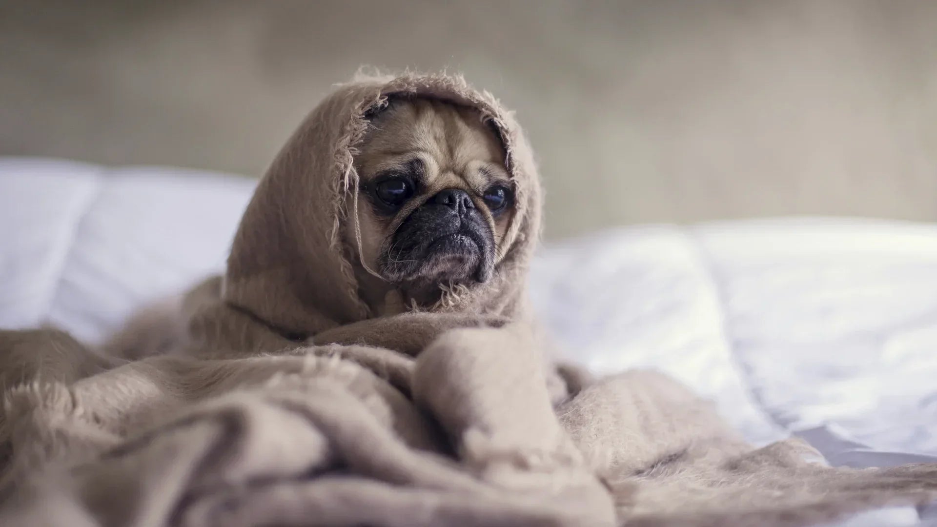Il cane che rallenta: tutto quello che non ti hanno detto sull'artrosi canina