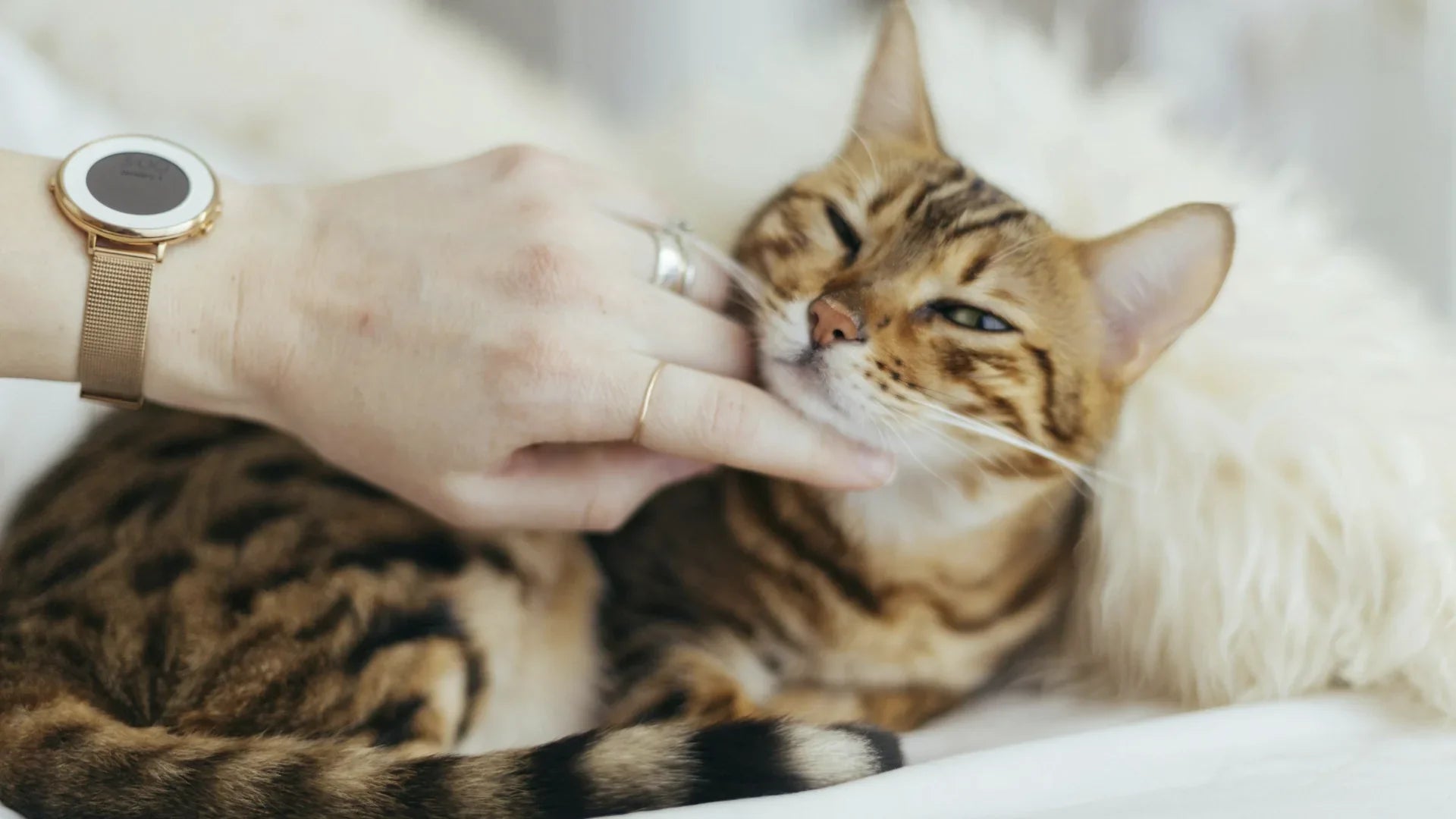 Il mantello del gatto parla: cosa racconta sulla sua salute interna