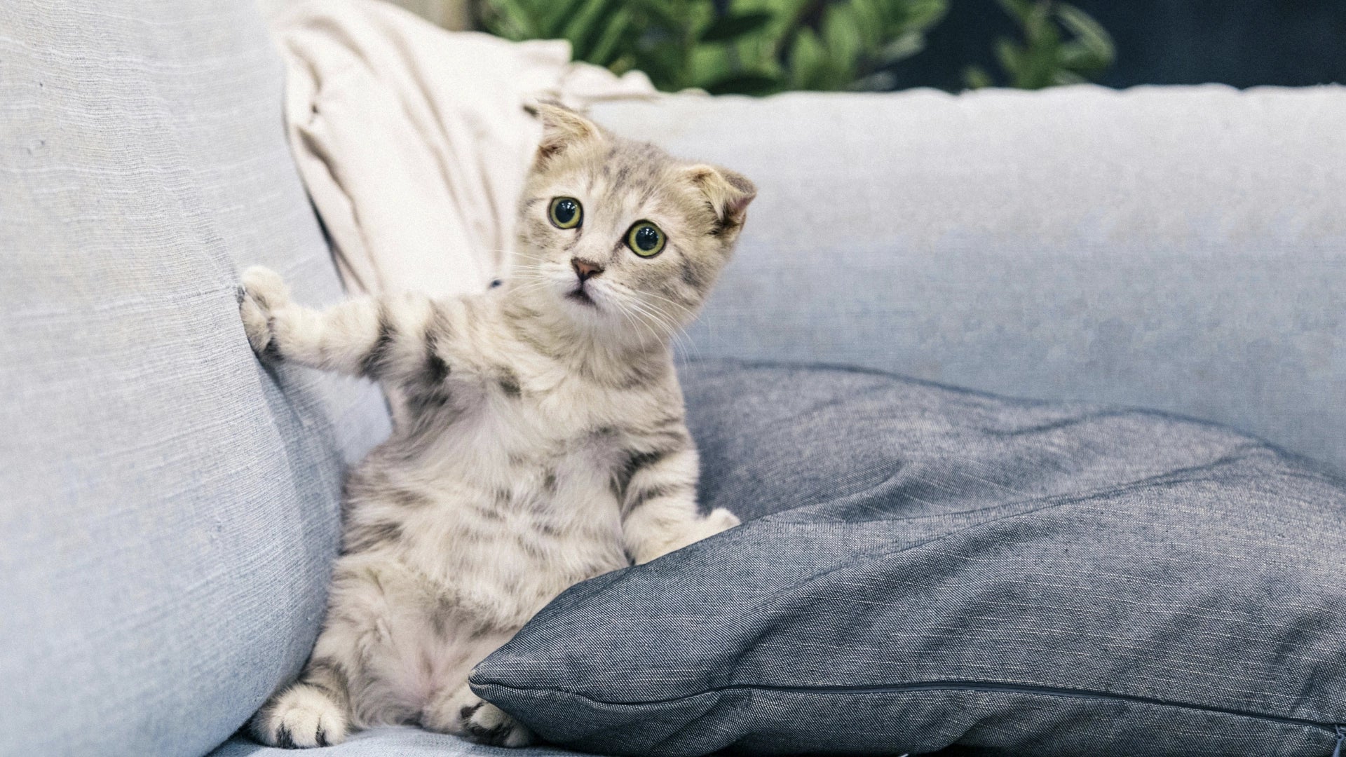 Il gatto che si nasconde: stress silenzioso e sistema nervoso sotto pressione