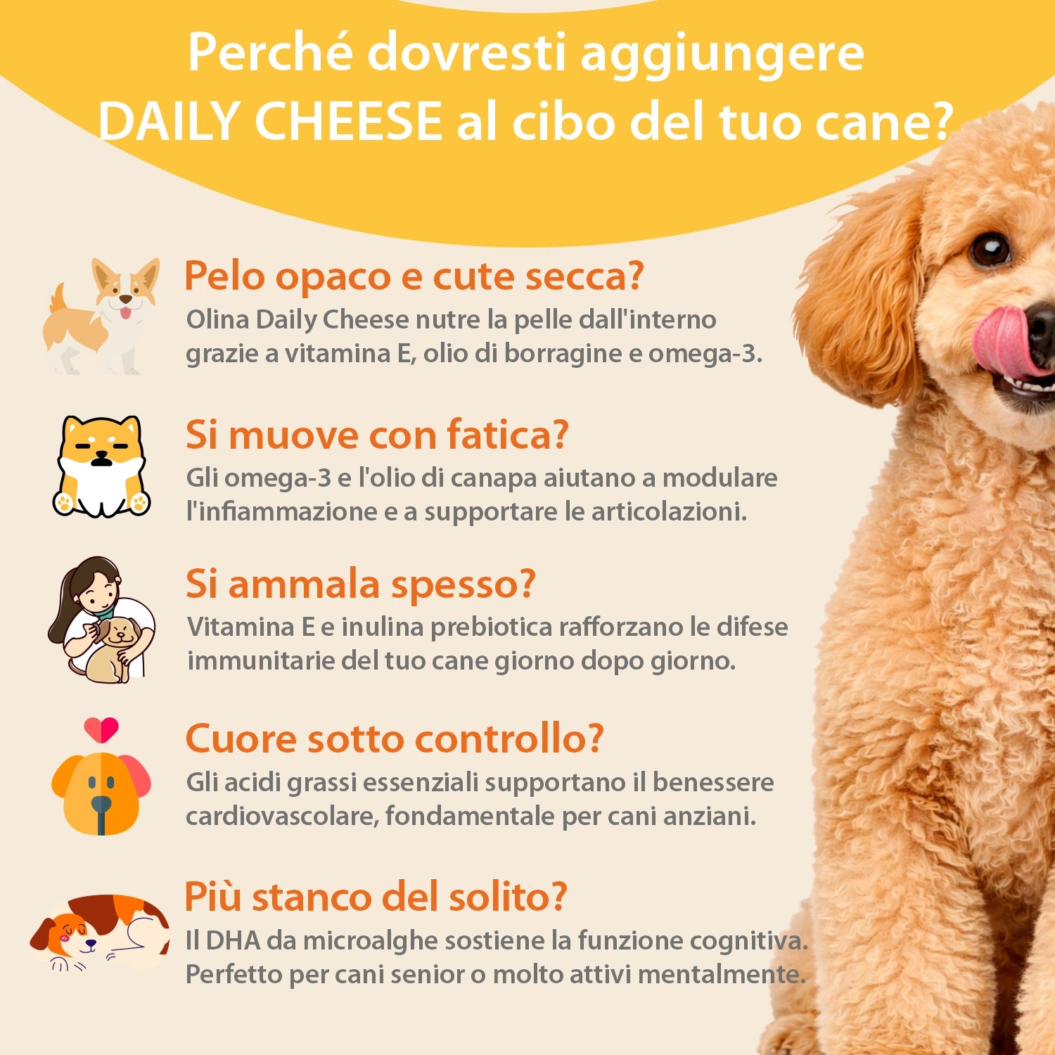 Olina Daily Cheese Cane