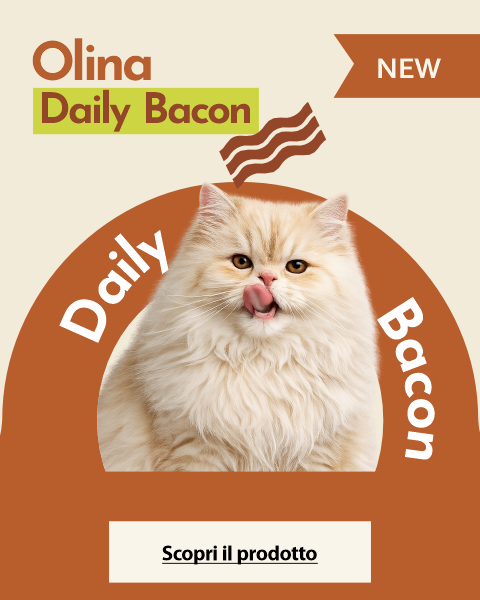 Shop Gatto