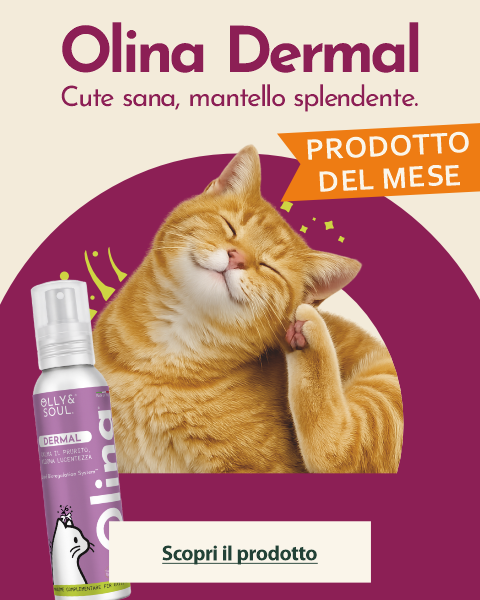 Shop Gatto
