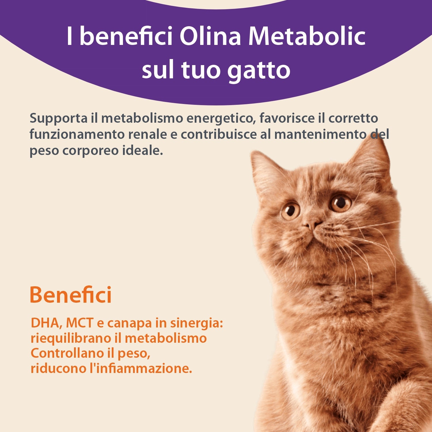 Olina Metabolic Gatto - Supporta metabolismo e peso