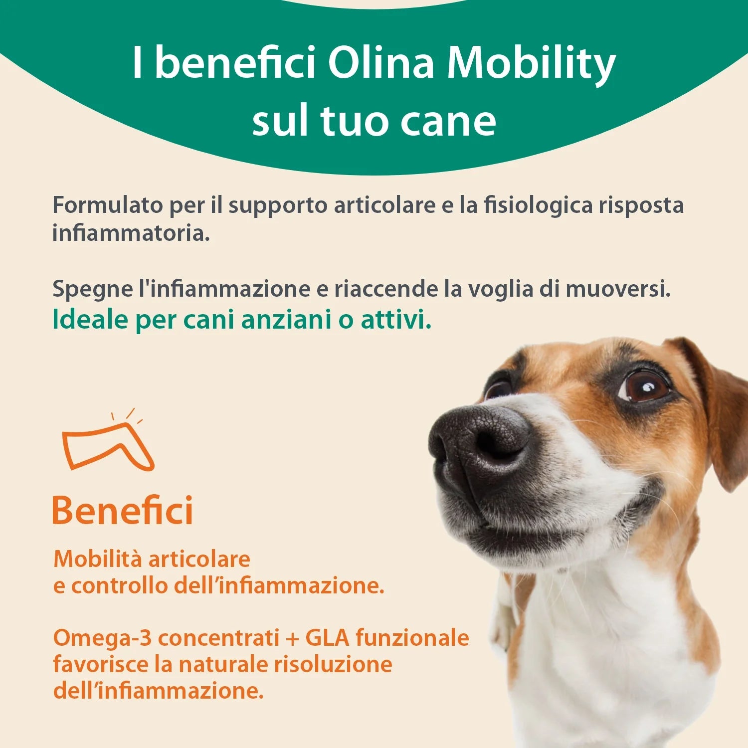 Olina Mobility Cane - Supporta le articolazioni, migliora l'agilità