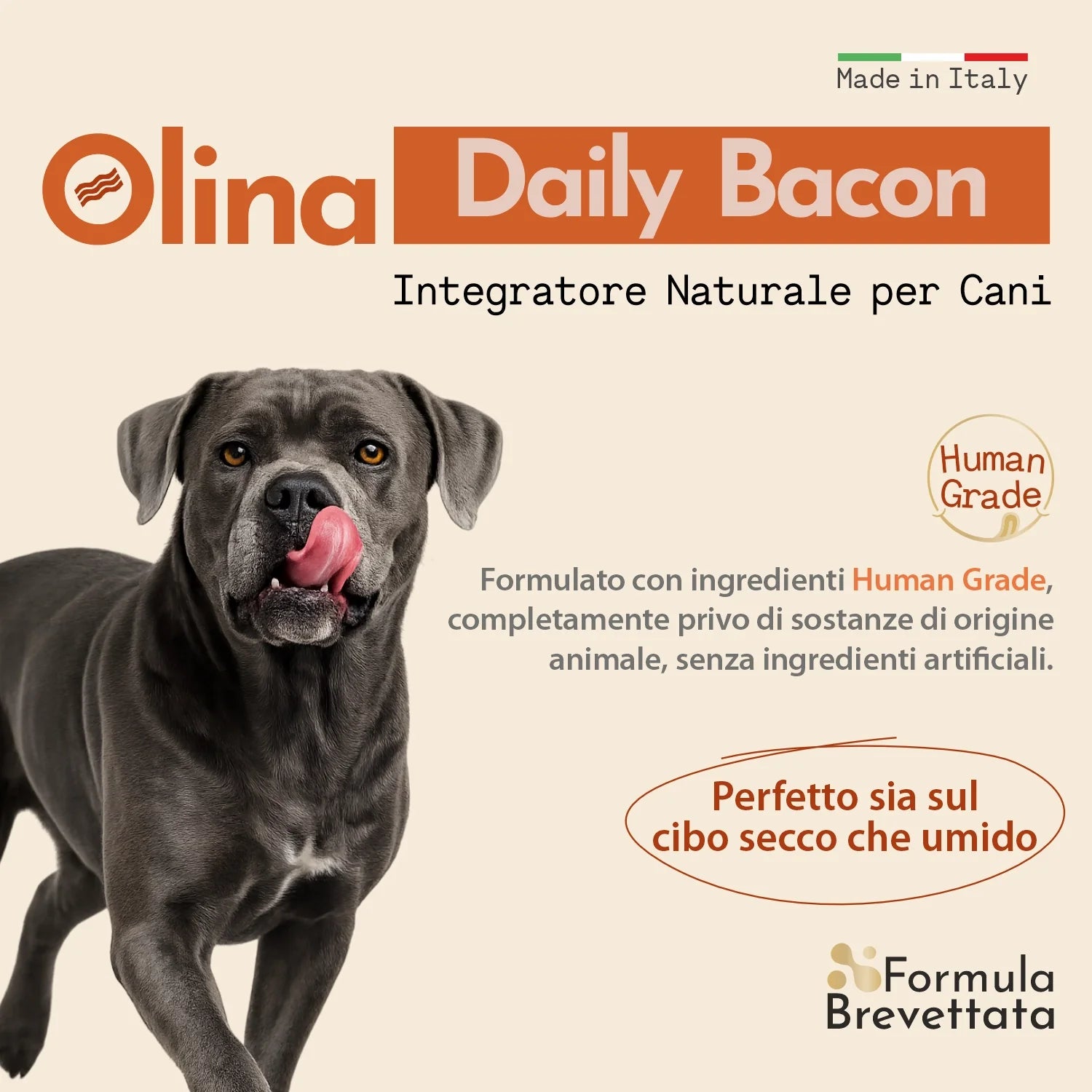 Olina Daily Bacon Cane