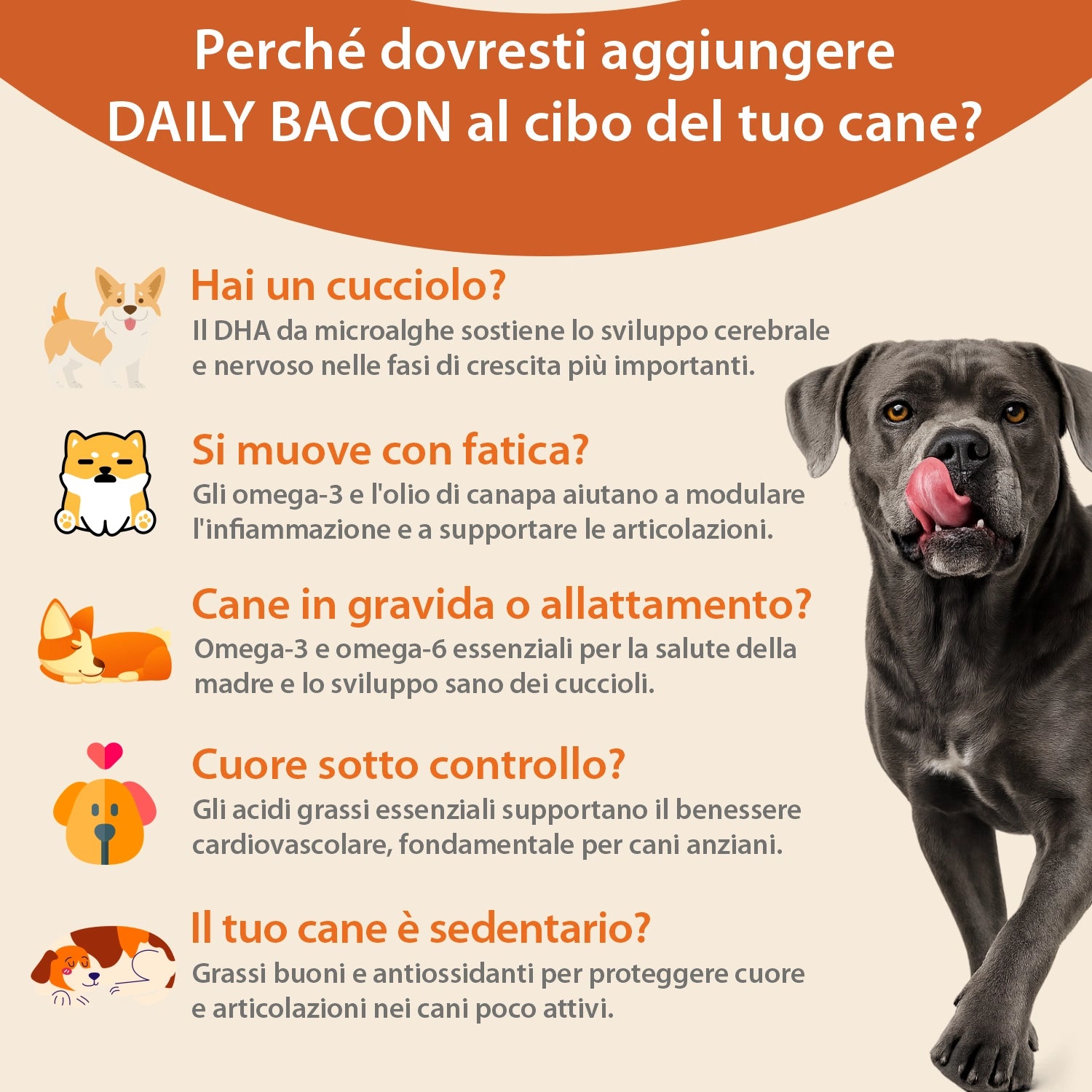 Olina Daily Bacon Cane